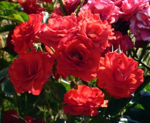 17126622687_ac4b892d23_o