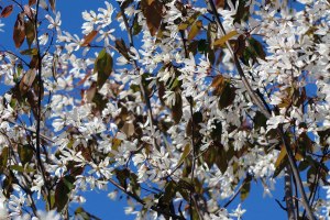 17194223423_67576e9acd_o