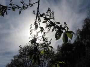 17194225483_26a51b8c40_o