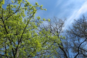 17788258536_00b14cac4b_o