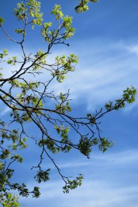 17627028740_cd53084dac_o