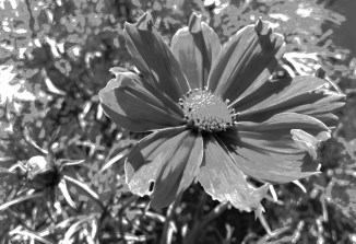 flower-power-bw-3