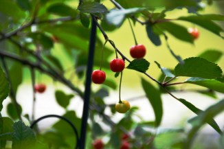 cherries-2