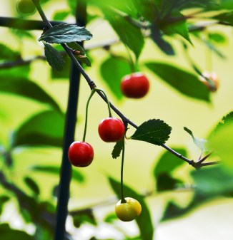 cherries-3