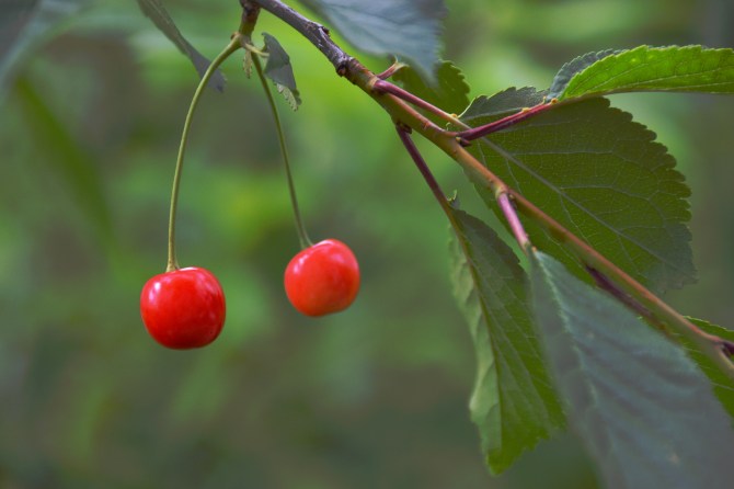 cherries-4