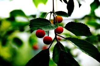 cherries-7