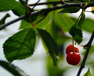 cherries-8