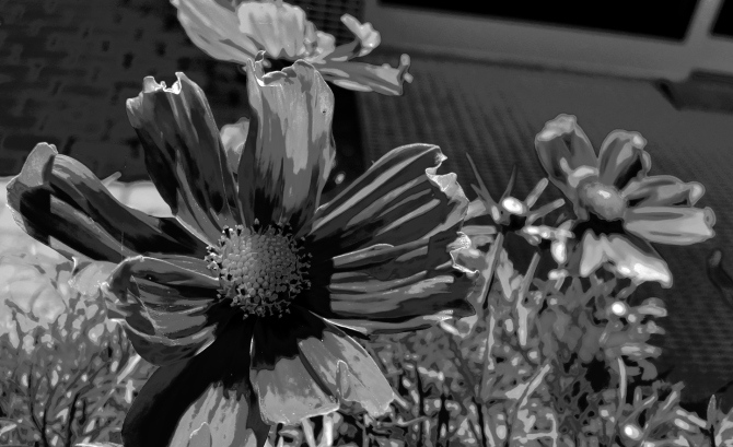 flower-power-bw-1