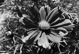 flower-power-bw-2