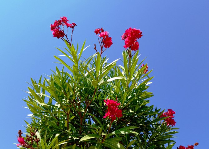 flowers-2