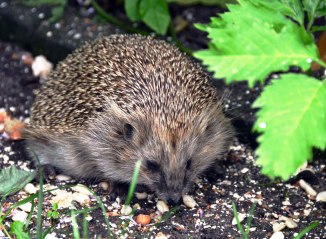 hedgehog
