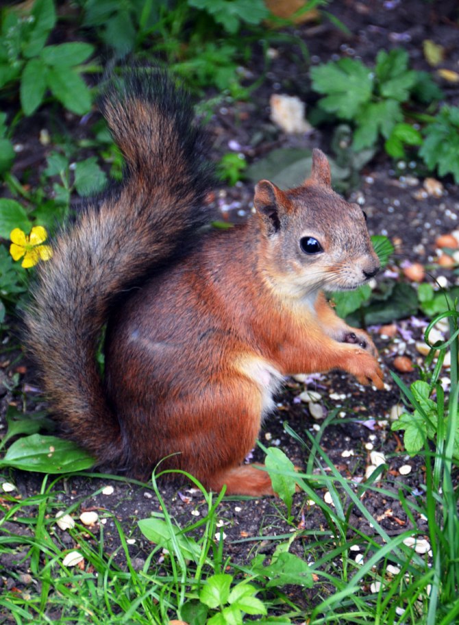 squirrel