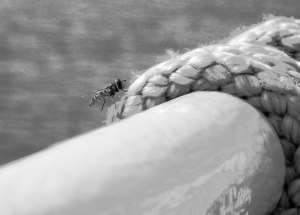 19182394794_c03eb09f54_o