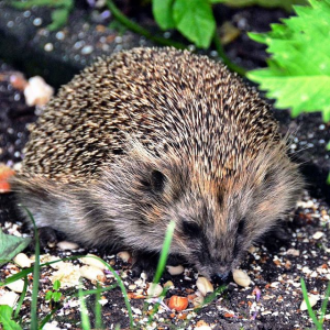 21001261734_ec384ec9d2_o