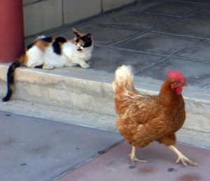 21197061725_38ee28ac30_o