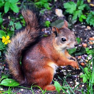 21597893186_5f1814e642_o