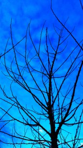 blue-moment,-early-morning-7