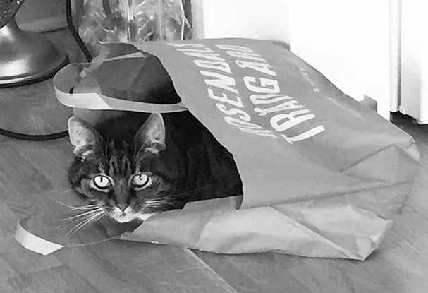 cat-in-the-bag
