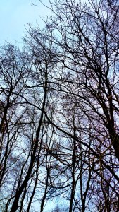 dark-trees-4