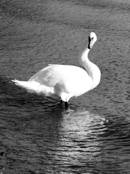 swan-2