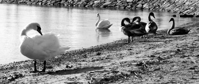 swan-4