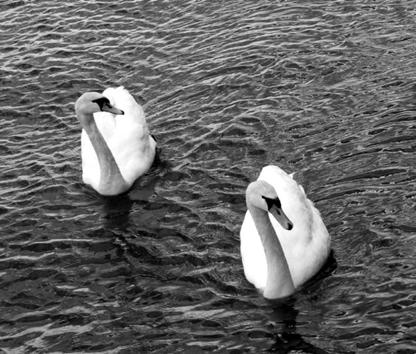 swan-6