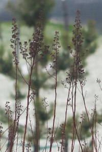 winter-wonderland-10