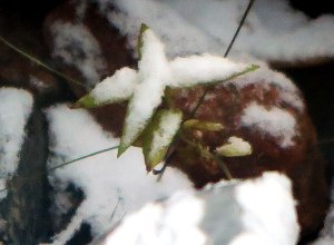 winter-wonderland-11