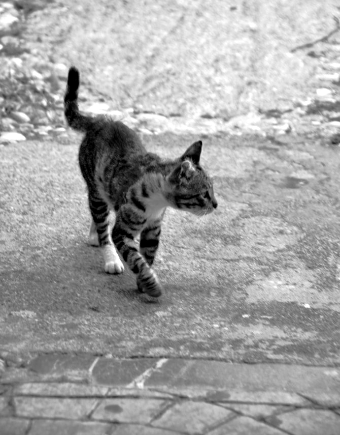 caturday-1
