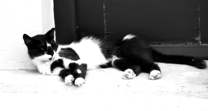 caturday-2