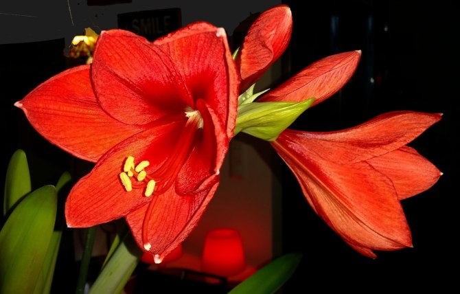 red