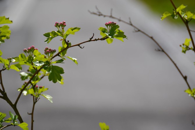 18589982159_a746bcffce_o