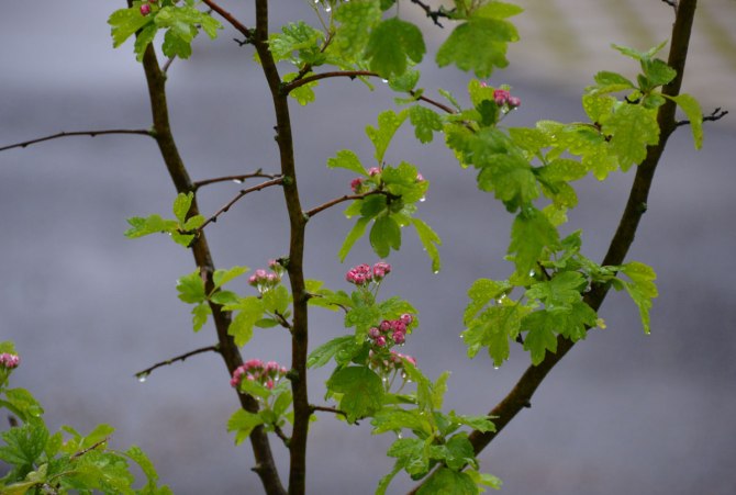 18894283075_cb3d3f1b5a_o