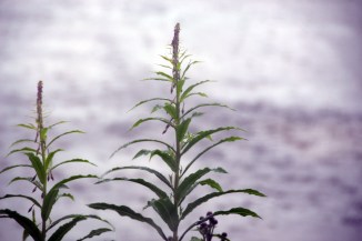 19174033970_ec375880f1_o