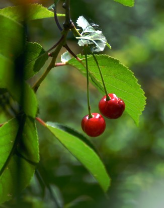 20379511685_25a0be7d8b_o