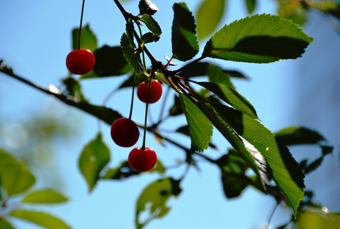 20385646541_37abe8da2a_o