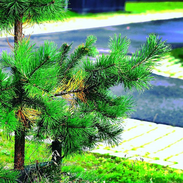 21597904476_56aeeefcf7_o