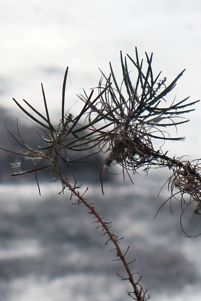 21760924195_1b9ed4603b_o