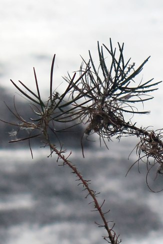 21760924195_1b9ed4603b_o