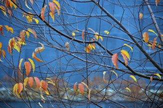 22299407249_02917f9672_o