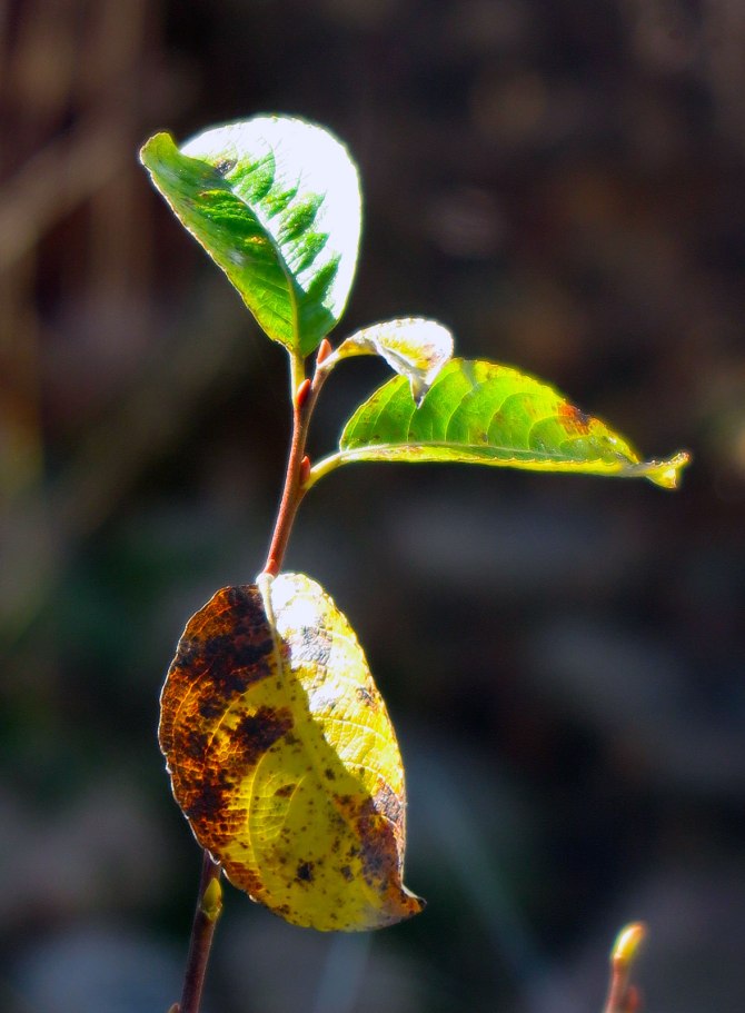 22430551298_90e497e8ba_o