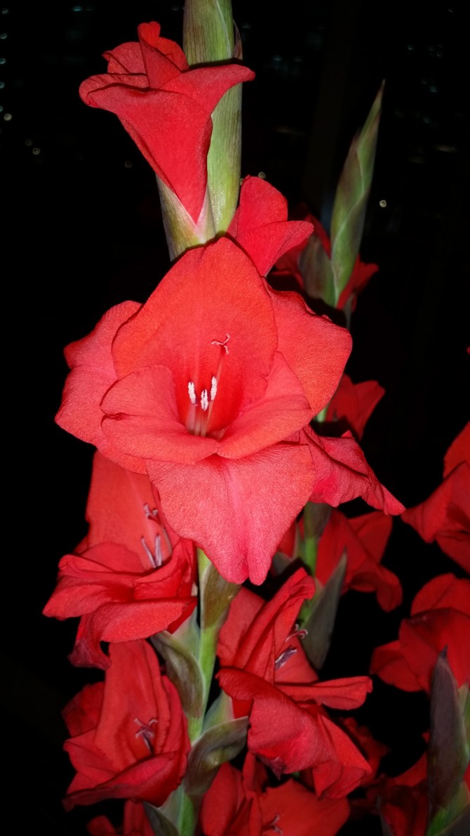 red-1