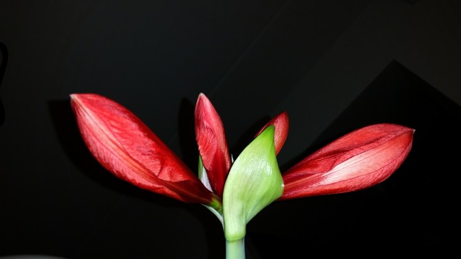 red-black-1