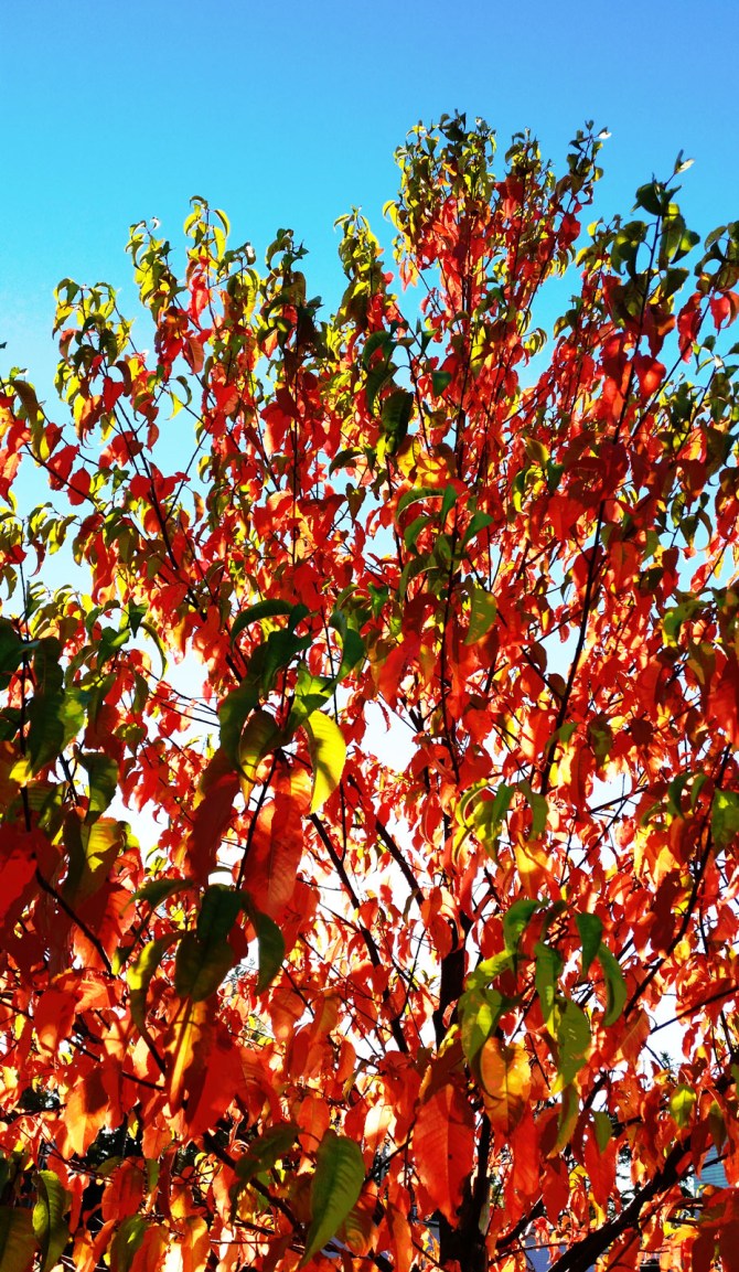 red green blue 1