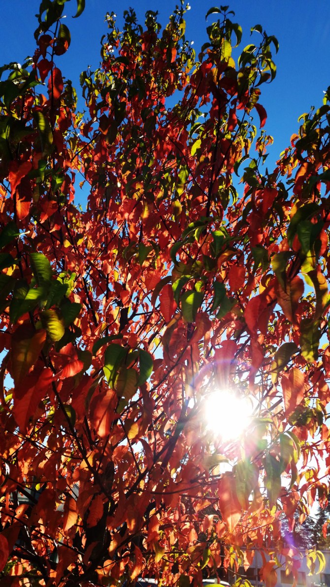 red green blue 2