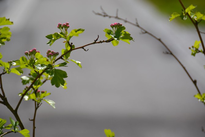 18589982159_a746bcffce_o