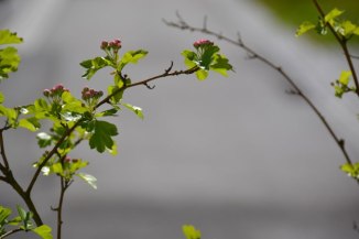 18589982159_a746bcffce_o