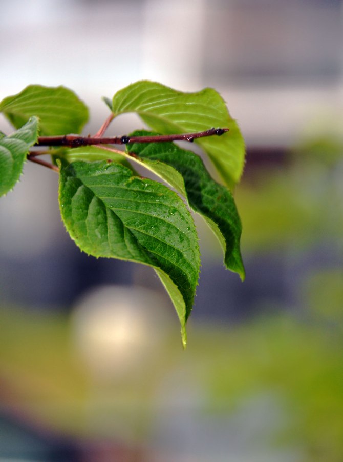 18815632145_7aacf28f51_o