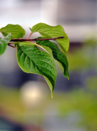 18815632145_7aacf28f51_o