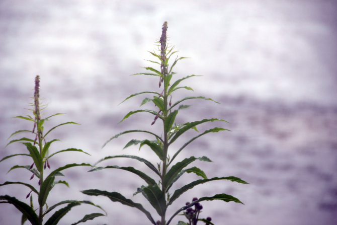 19174033970_ec375880f1_o